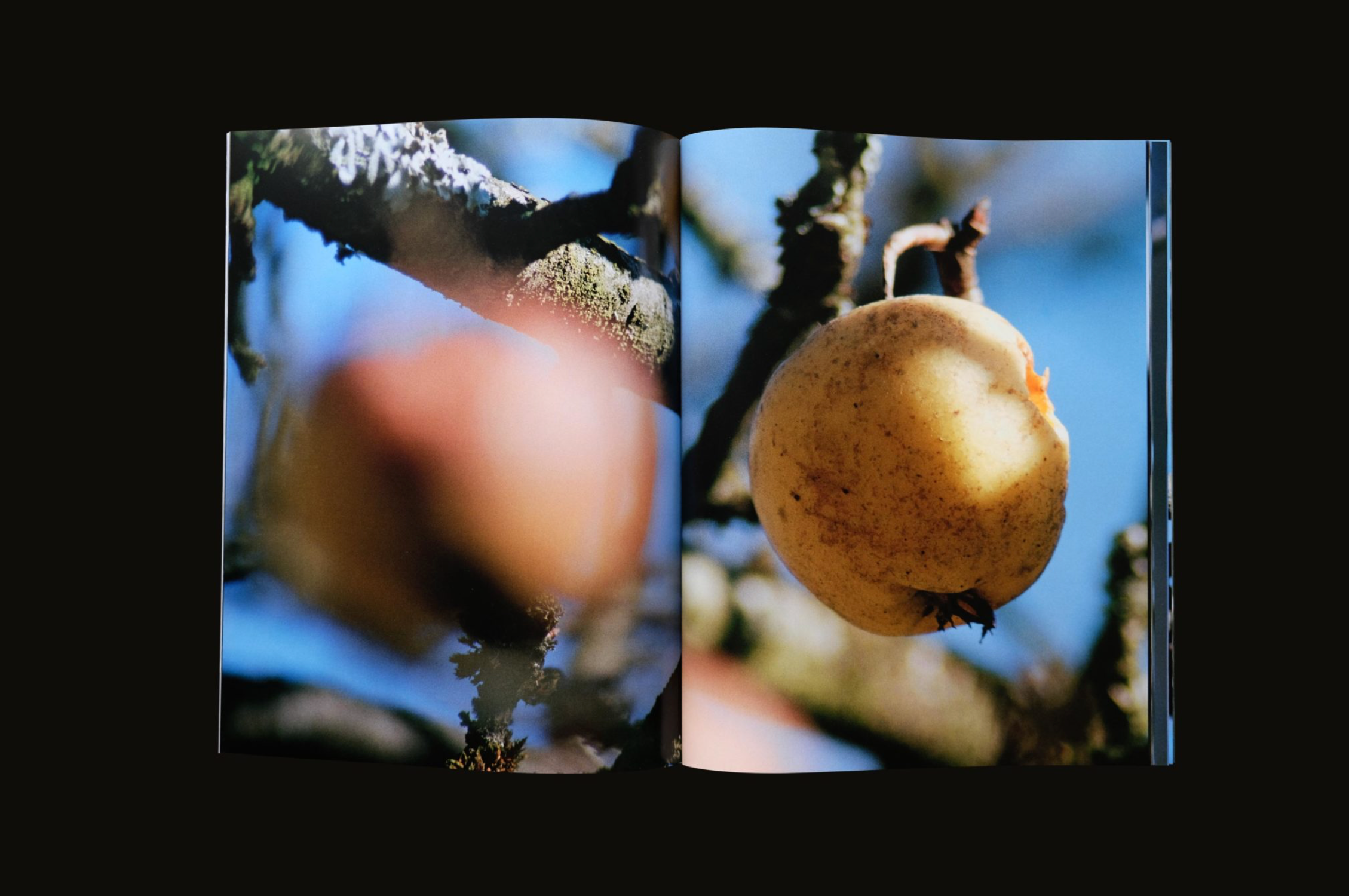 Only Apples - Brigham Bakers